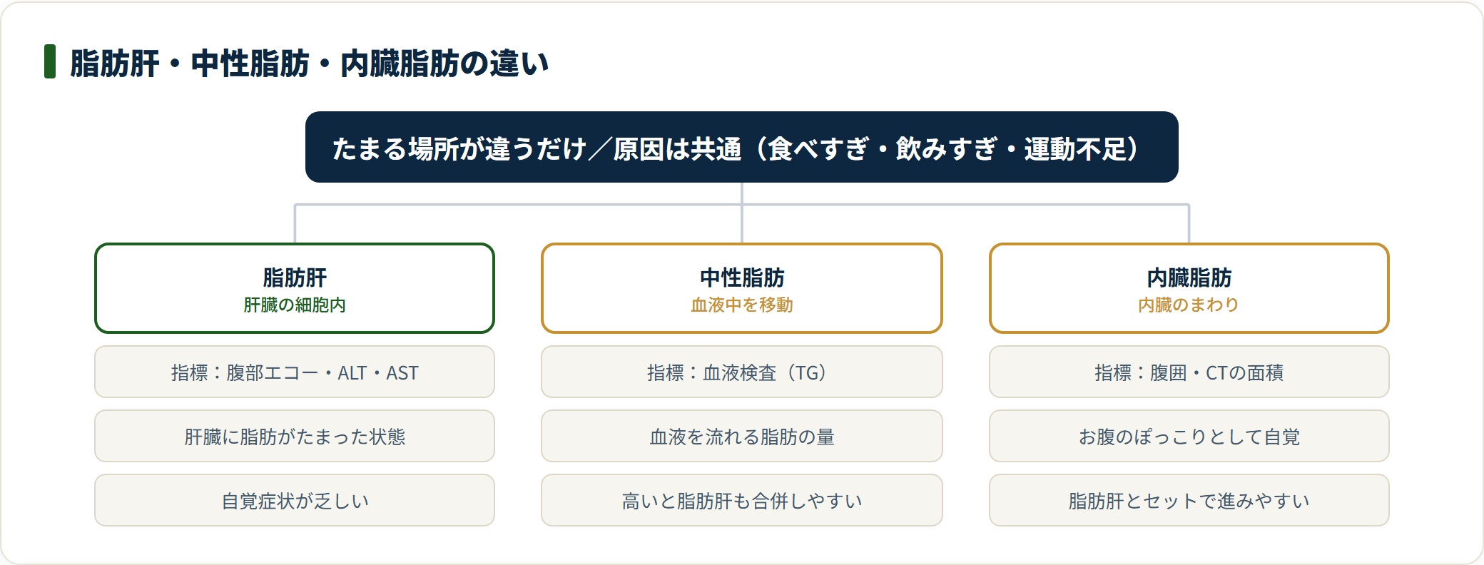 脂肪肝は肝臓、中性脂肪は血液、内臓脂肪はお腹と、たまる場所の違いと共通の原因を示した図。