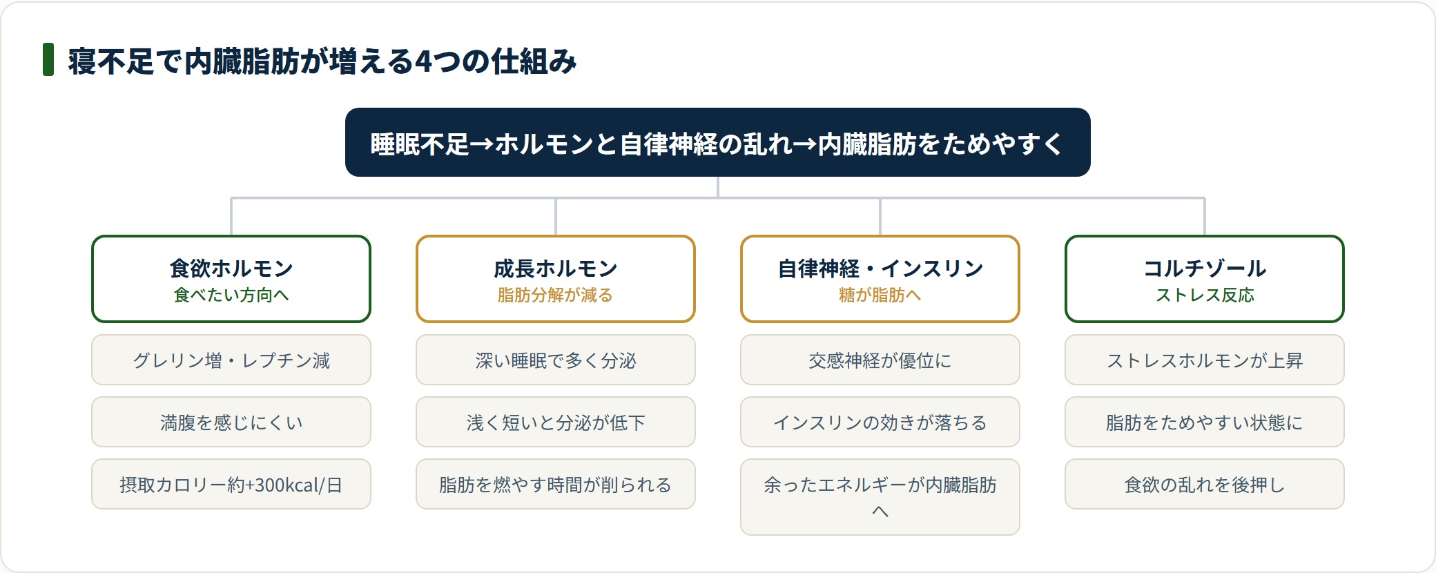 食欲ホルモン・成長ホルモン・自律神経・コルチゾールの乱れが内臓脂肪の増加につながる仕組みを示した図。
