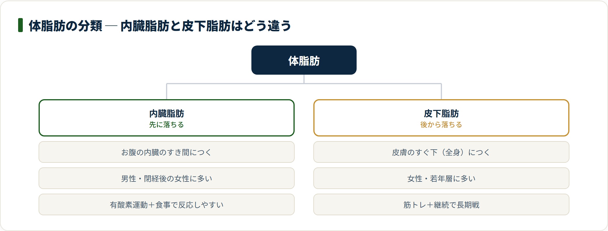体脂肪は内臓脂肪(先に落ちる)と皮下脂肪(後から落ちる)に分かれ、つく場所や対策の重心が異なることを示す分類ツリー
